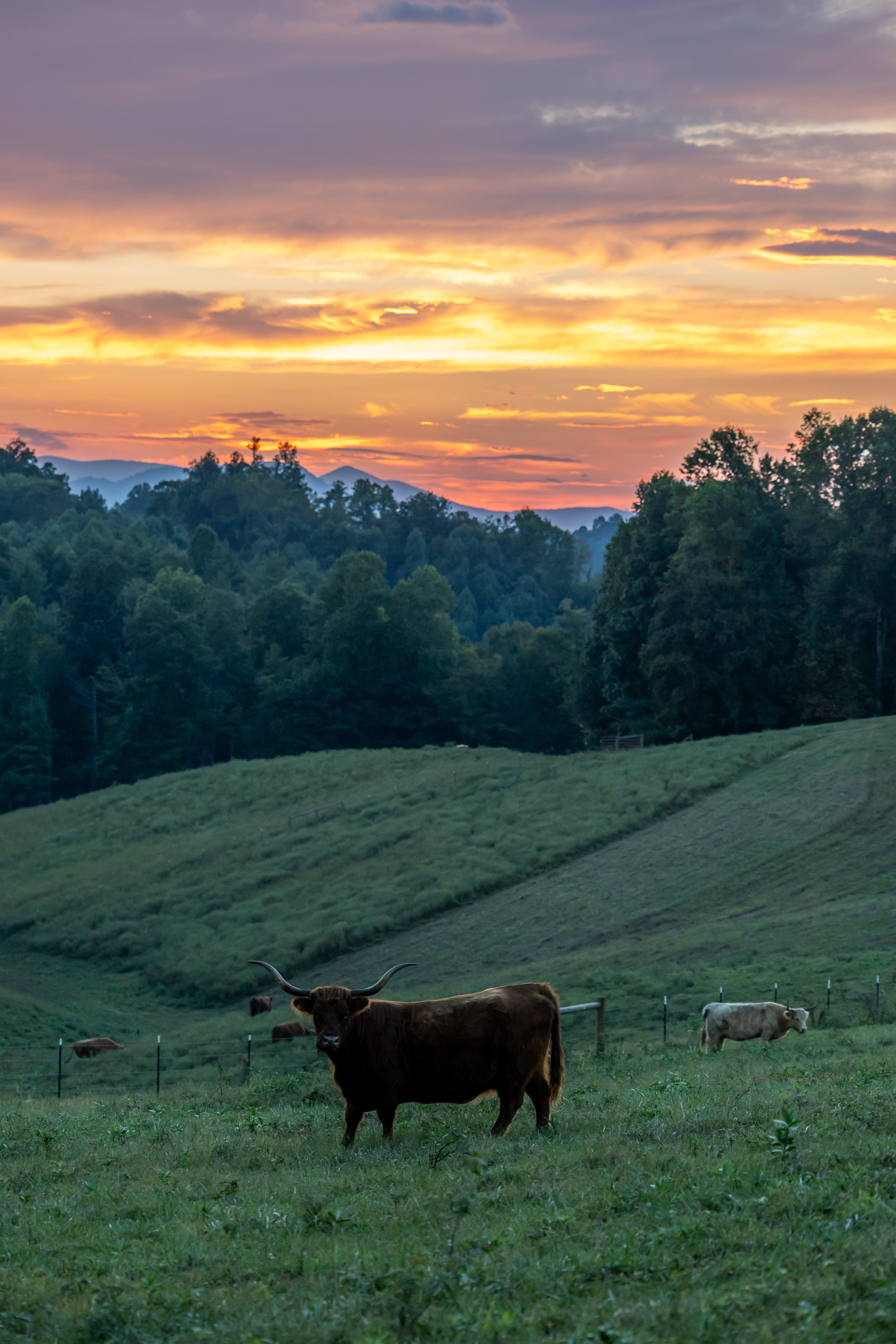 I Got Scammed Buying Cattle Online