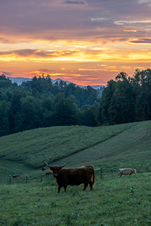 I Got Scammed Buying Cattle Online