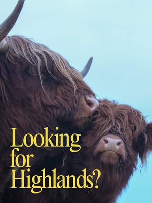 Buying Scottish Highland Cattle: What You Should Know Before Bringing Highlands Home