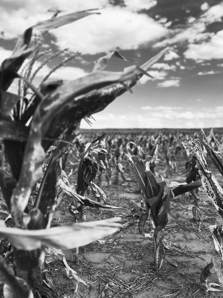 What I Saw in America’s Heartland