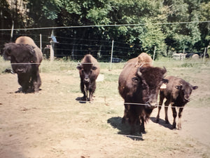 That Time Dad Brought Home a Herd of Bison