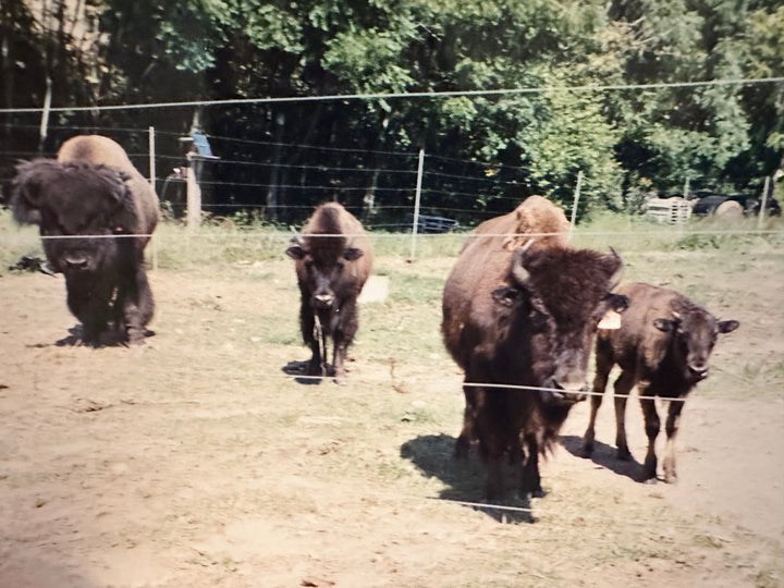 That Time Dad Brought Home a Herd of Bison