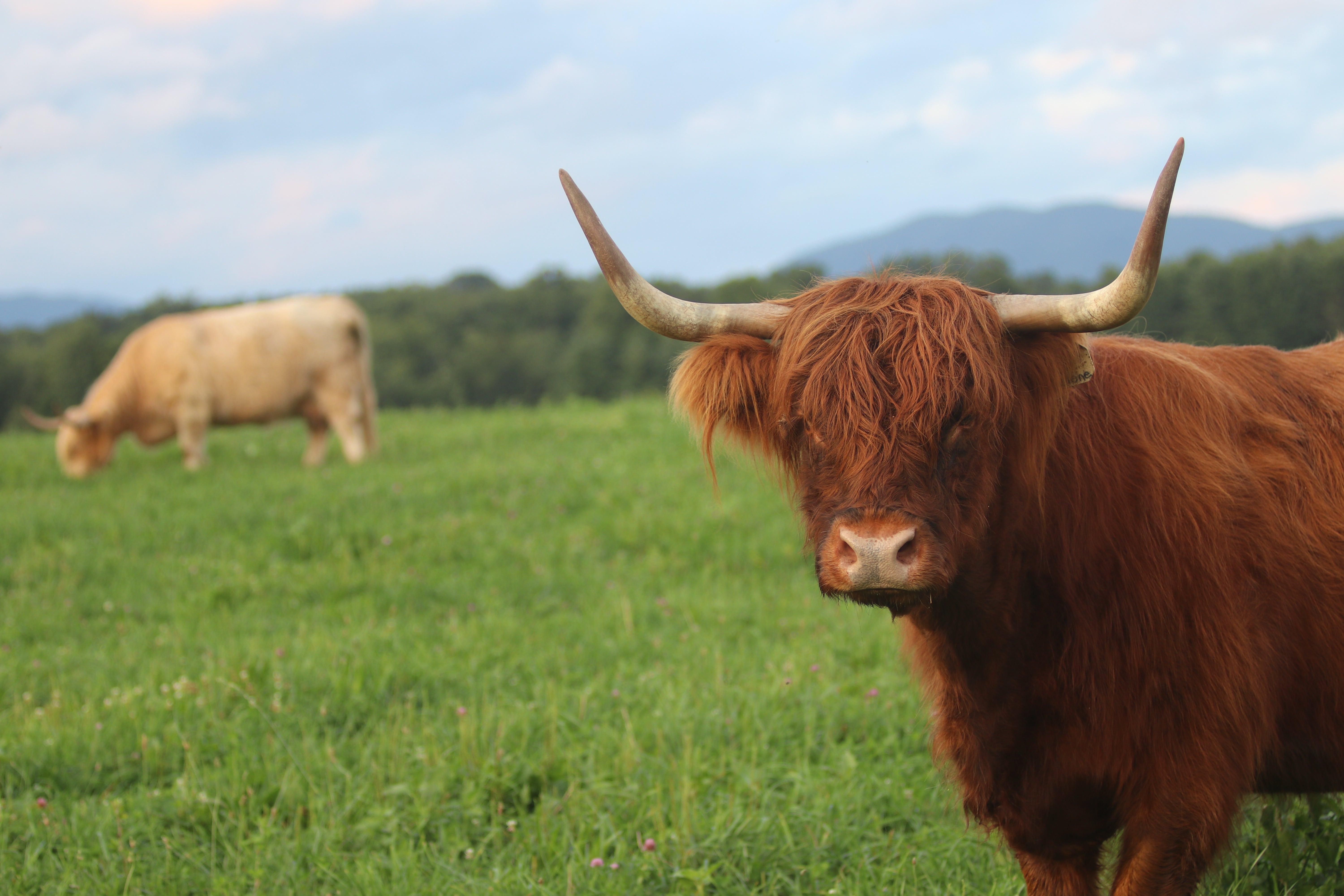 Trump’s New Cattle Executive Orders: What Actually Changed?