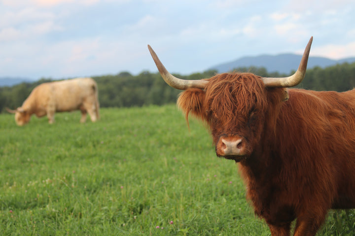 Trump’s New Cattle Executive Orders: What Actually Changed?