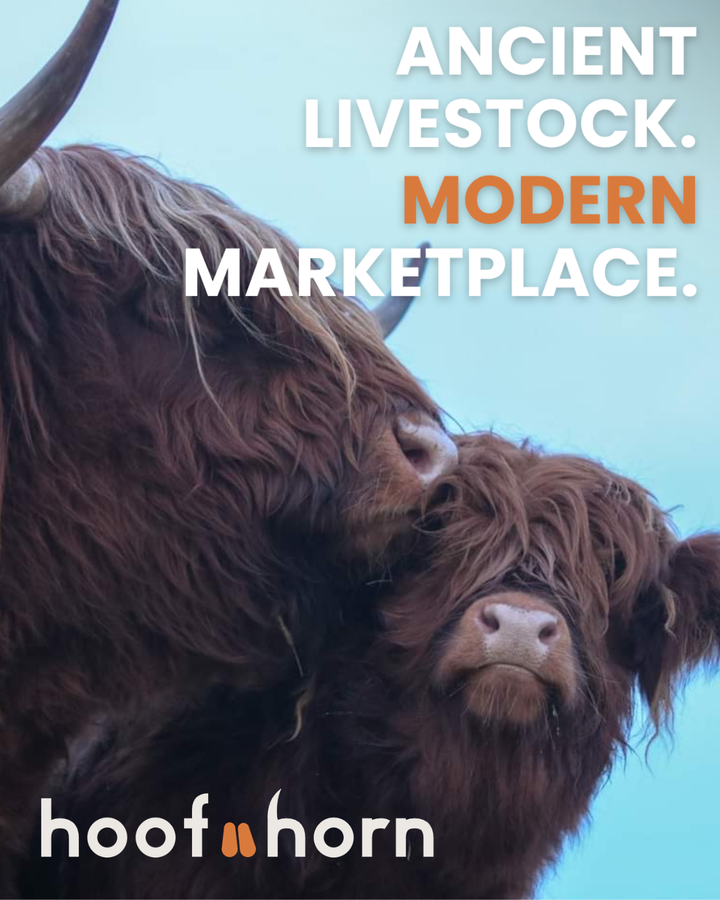 From Livestock Classifieds to Co-Founding HoofnHorn