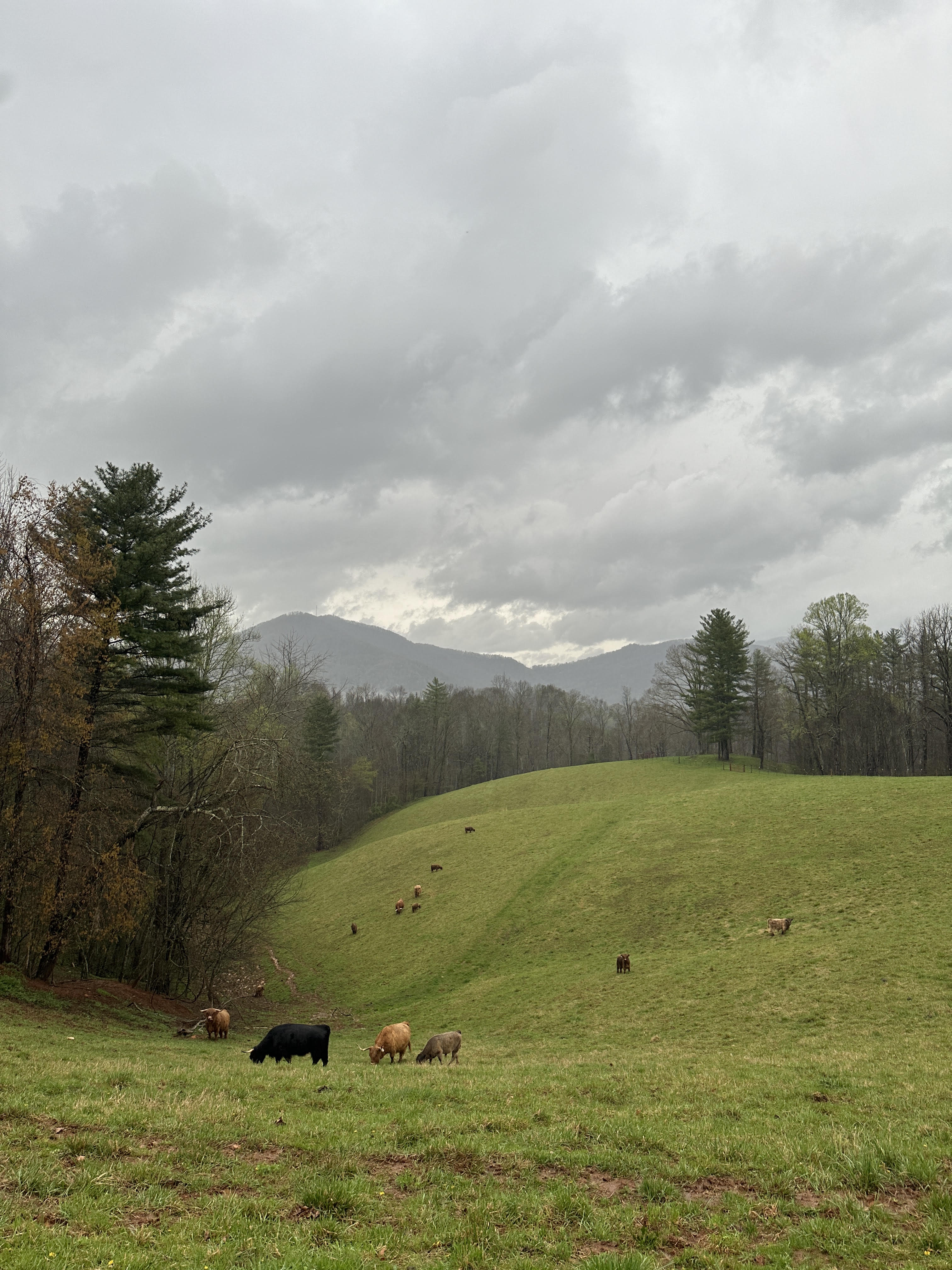 From Looking for Land to HoofnHorn