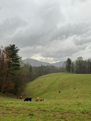 From Looking for Land to HoofnHorn