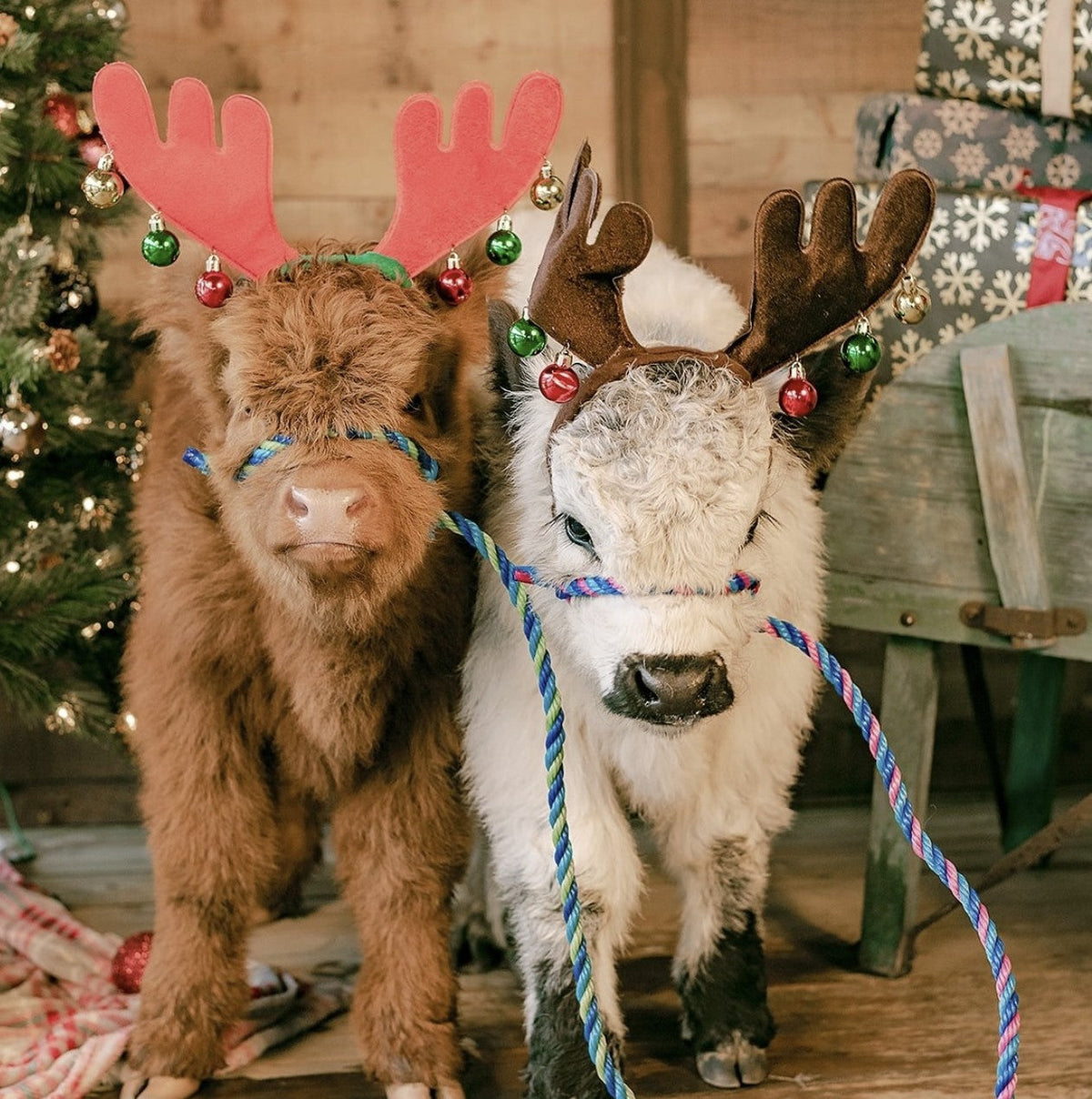 Christmas photos with a Highland calf