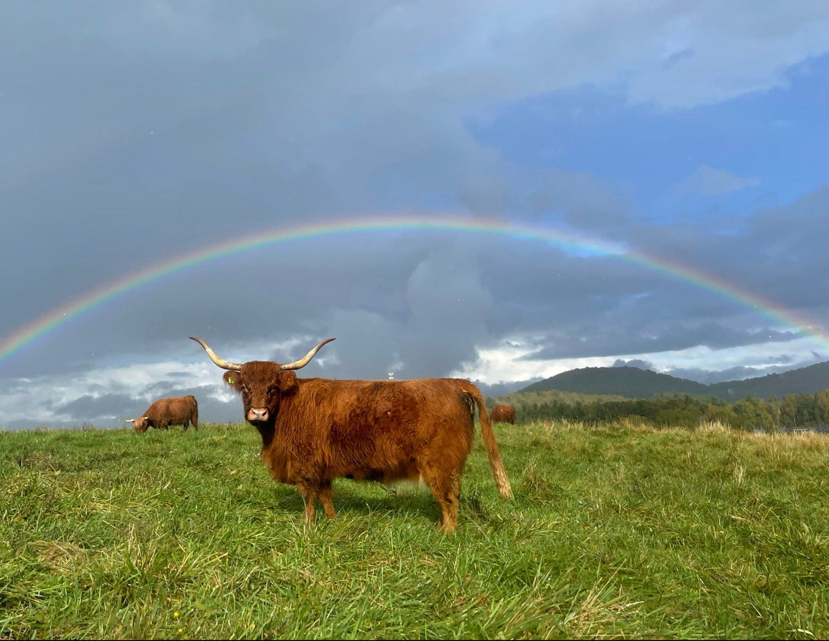Highland cow under a rainbow in the North Carolina mountains