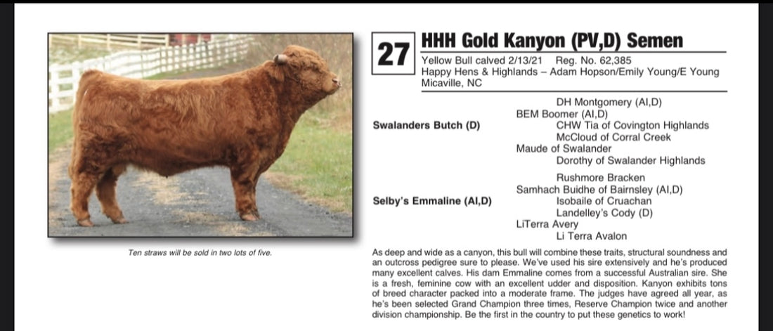 HHH Gold Kanyon Conventional Straws