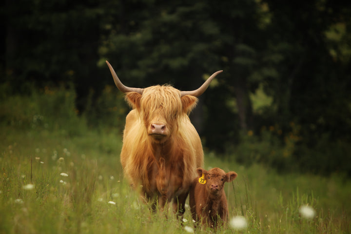 Happy Hens & Highlands Gift Card
