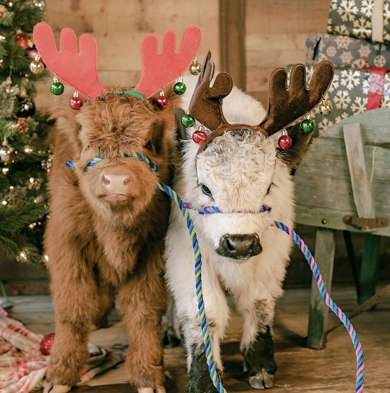 Cow Christmas Photos
