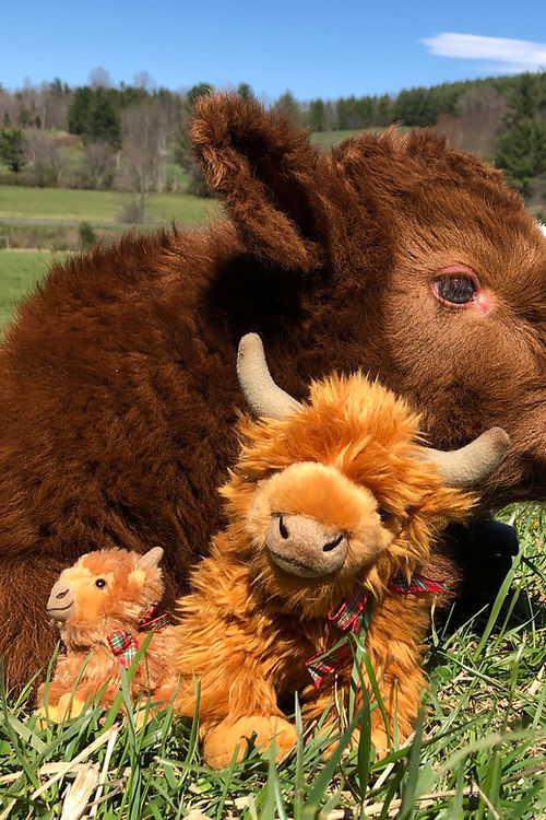 Medium Highland cow plush