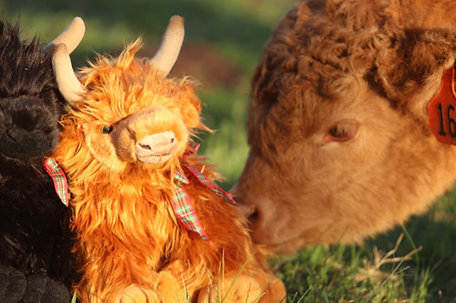 Large red Highland Cow Plush