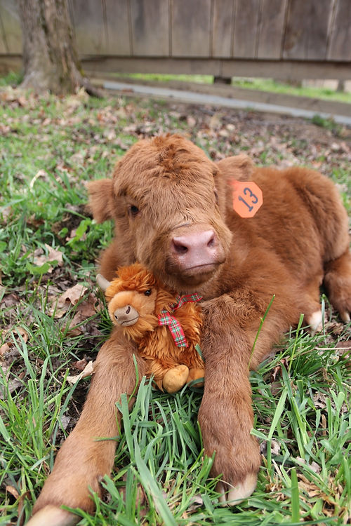 Mini Highland Cow Plush