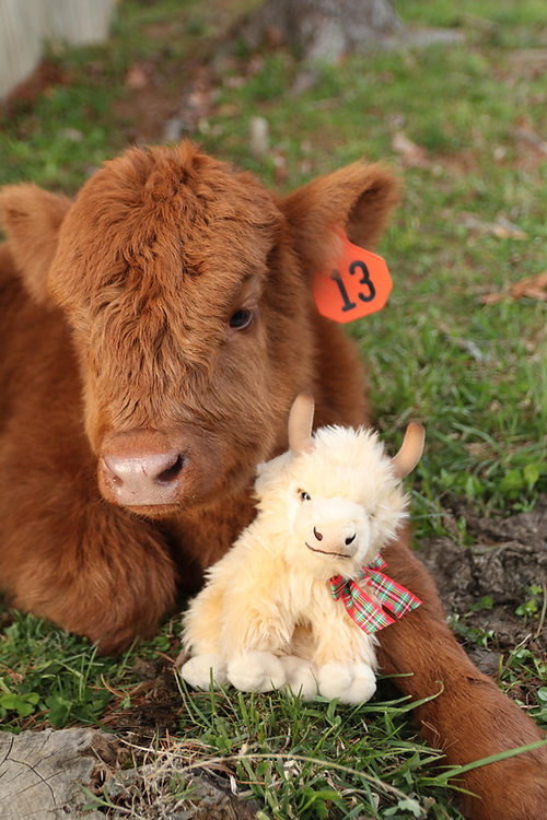 Large white Highland Cow Plush