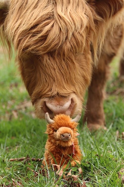 Medium Highland cow plush