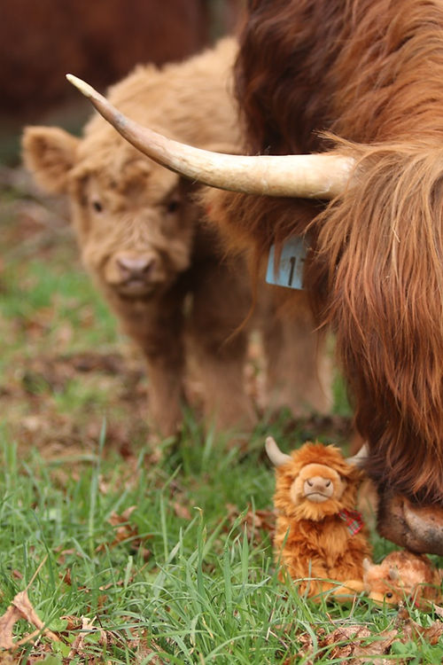 Medium Highland cow plush