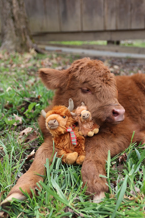 Medium Highland cow plush