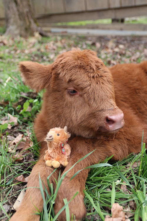 Mini Highland Cow Plush