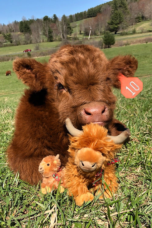 Medium Highland cow plush