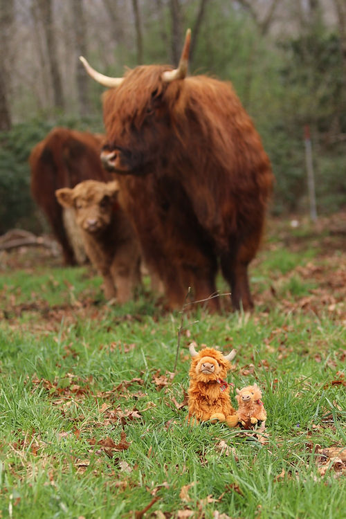 Medium Highland cow plush