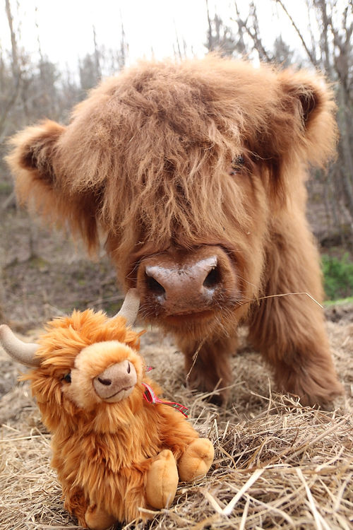 Medium Highland cow plush