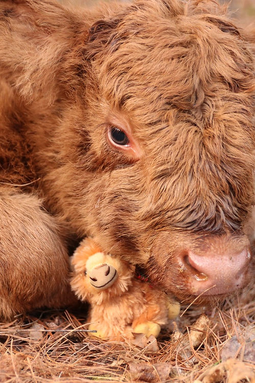 Mini Highland Cow Plush