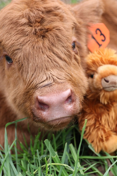 Medium Highland cow plush