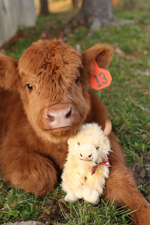 White Medium Highland cow plush