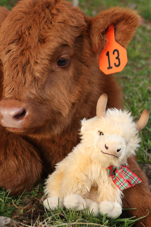 White Medium Highland cow plush